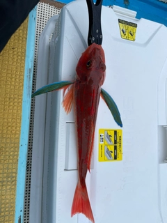 ホウボウの釣果