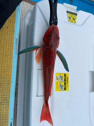 ホウボウの釣果