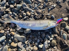アキアジの釣果