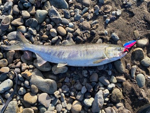 アキアジの釣果