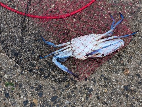 タイワンガザミの釣果