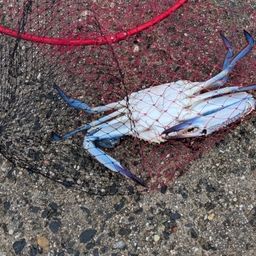 タイワンガザミ