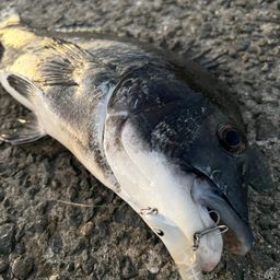 クロダイ