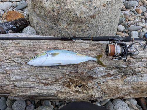 ツバイソの釣果