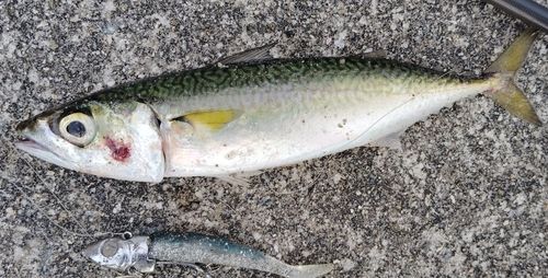 サバの釣果