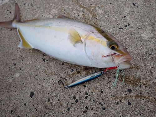 シオの釣果