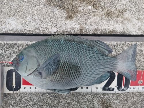 メジナの釣果
