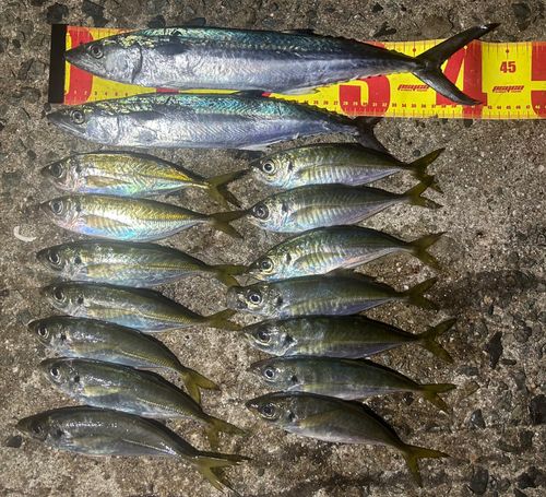 サゴシの釣果