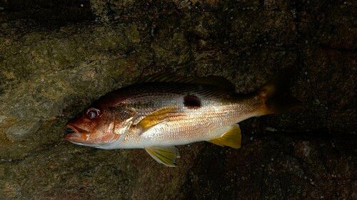 ヨコスジフエダイの釣果