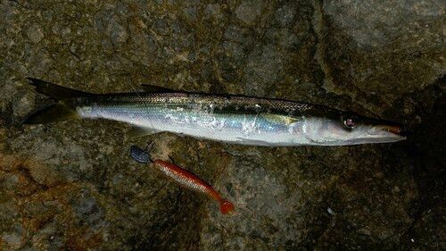 カマスの釣果