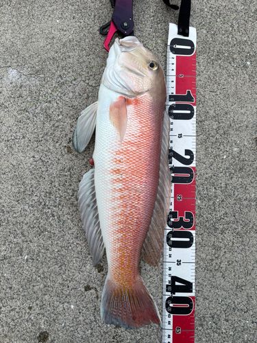 シロアマダイの釣果