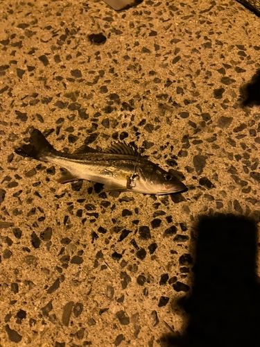 セイゴ（タイリクスズキ）の釣果
