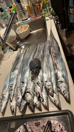 タチウオの釣果