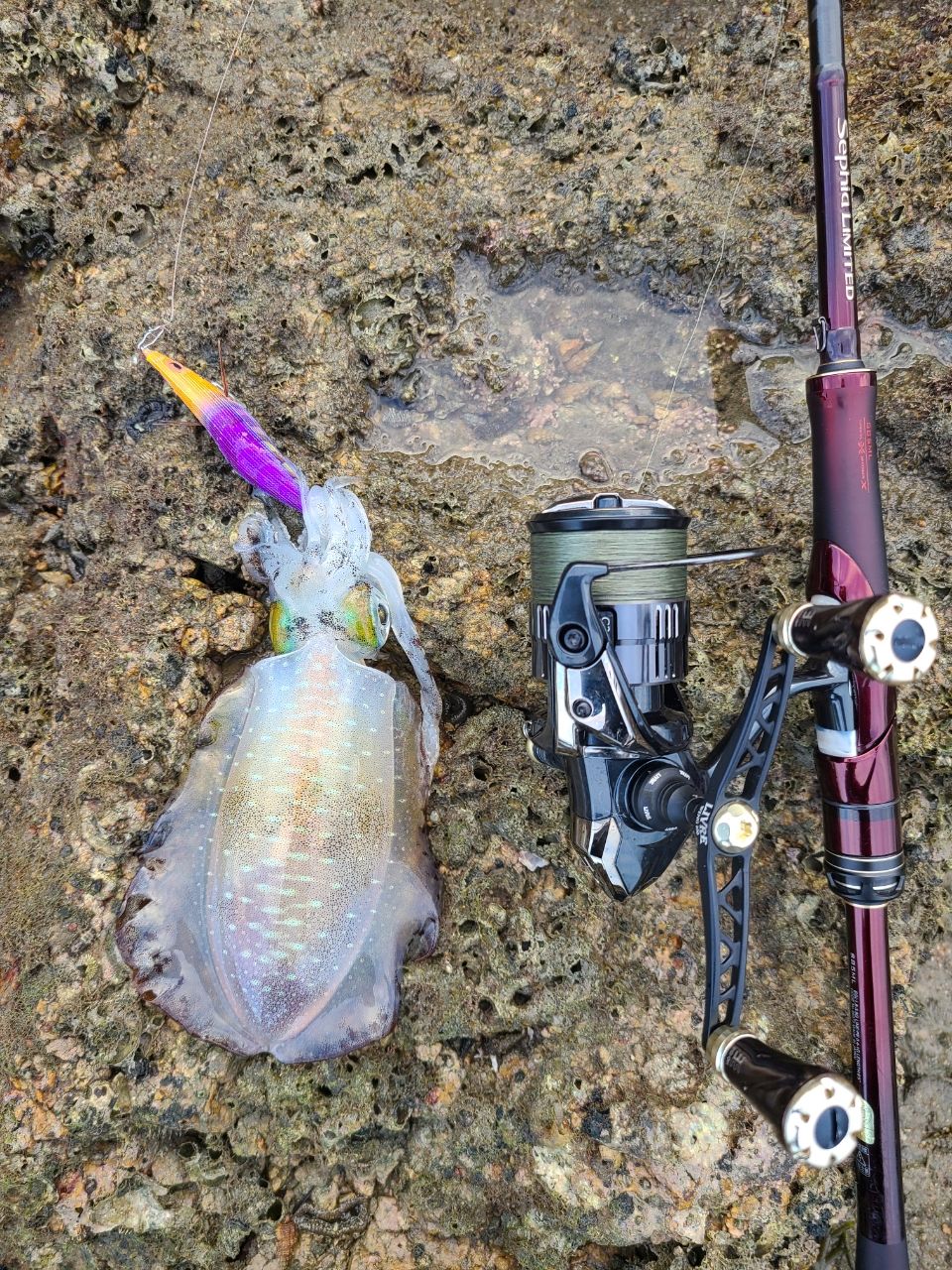 シマノ19セフィアリミテッドS85ML 楽天市場】【ふるさと納税】【先行予約】【数量限定】【シマノ