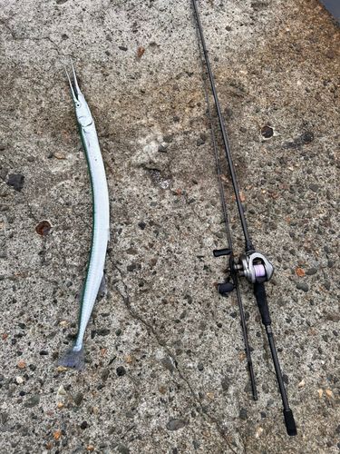 ダツの釣果