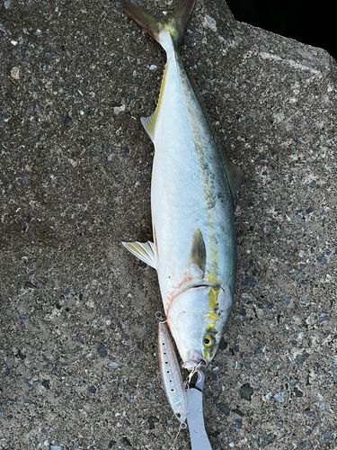 イナダの釣果
