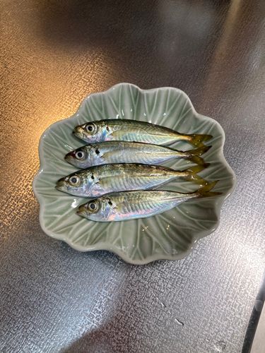 オリジナルメーカー海釣り公園