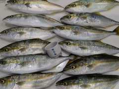 ワカシの釣果