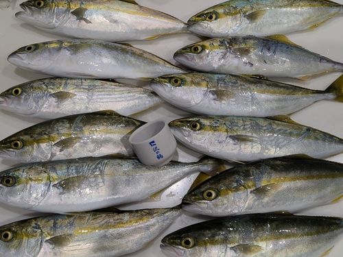 ワカシの釣果