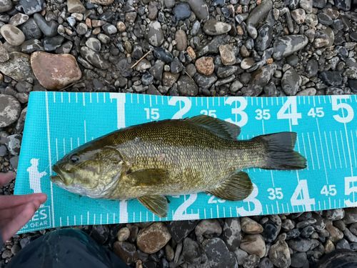 スモールマウスバスの釣果