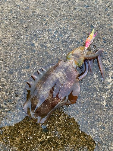 アオリイカの釣果