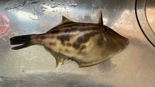 カワハギの釣果