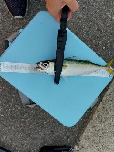 サバの釣果