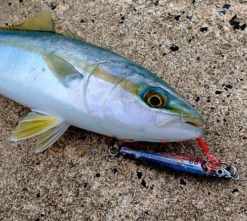 コゾクラの釣果
