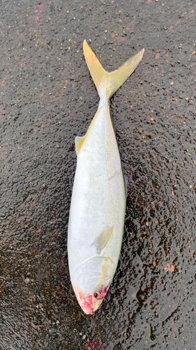 ワカシの釣果