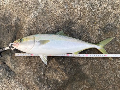 イナダの釣果