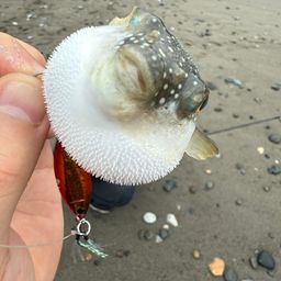 クサフグ