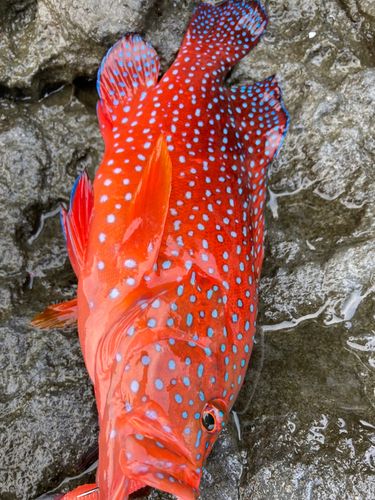 ユカタハタの釣果