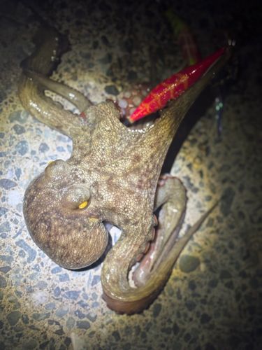 マダコの釣果