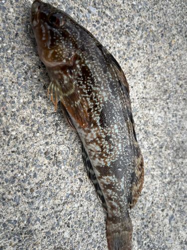アイナメの釣果