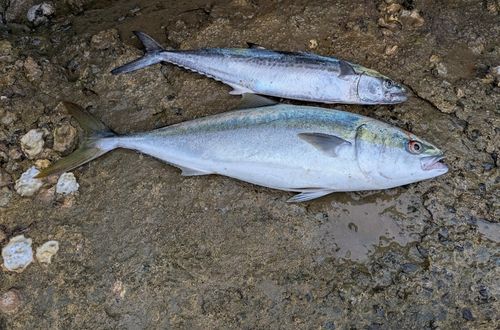 ハマチの釣果