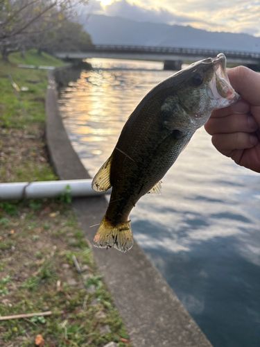 ブラックバスの釣果