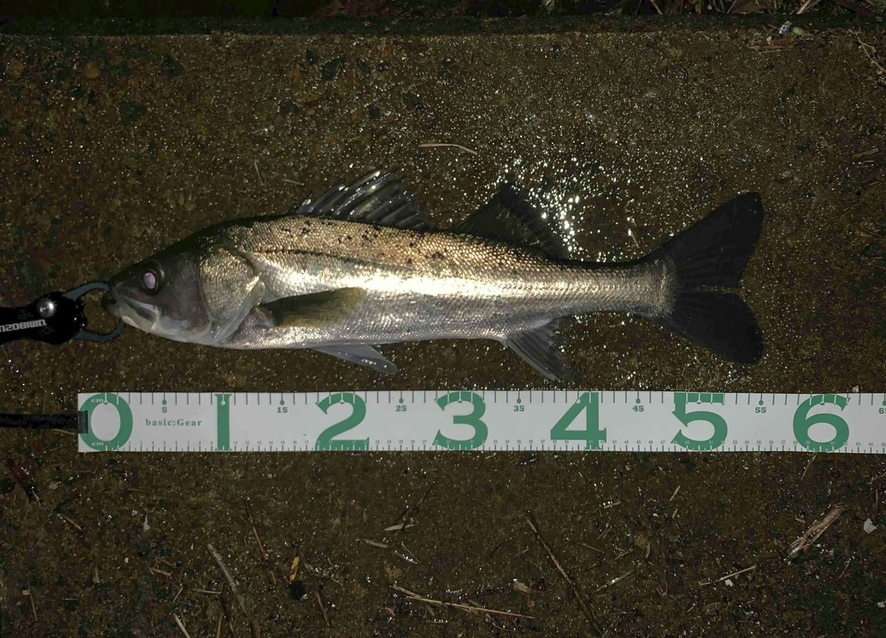 19 ラテオ 93ml DAIWA（釣り） 【特価品】 ダイワ ロッド '19 ラテオ 93ML・R [5