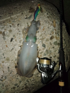 アオリイカの釣果