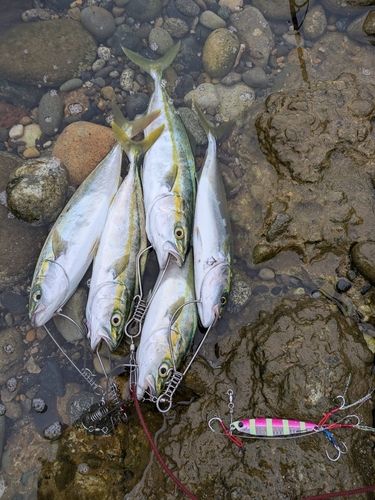 ツバイソの釣果