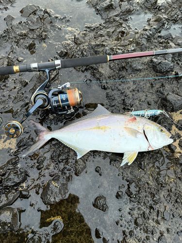 カンパチの釣果