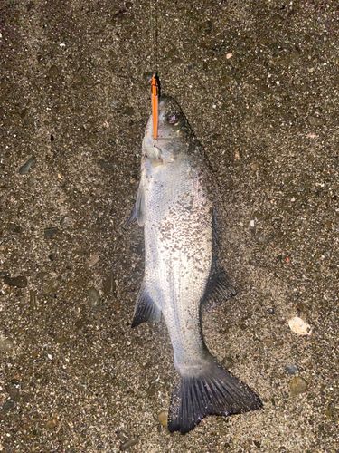 セイゴ（ヒラスズキ）の釣果