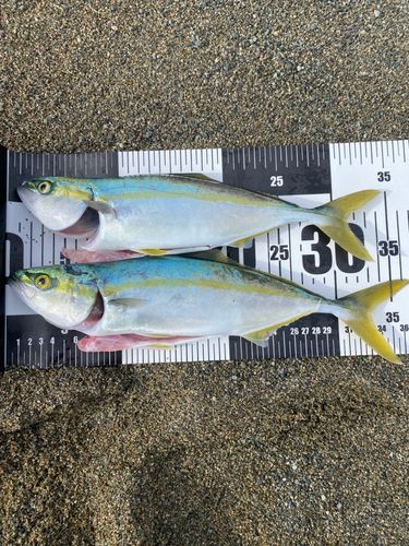 ワカシの釣果