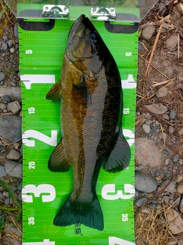スモールマウスバスの釣果