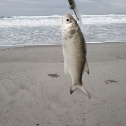 ツバメコノシロ