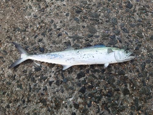 サゴシの釣果