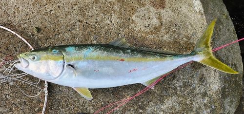 イナダの釣果