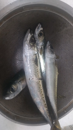 サバの釣果