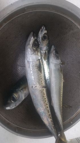江ノ島裏磯