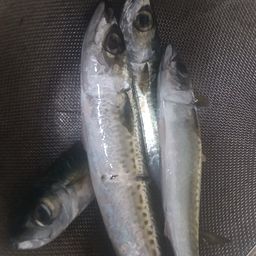 サバ