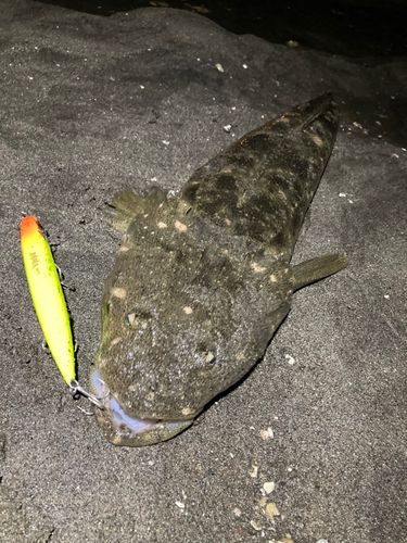 マゴチの釣果